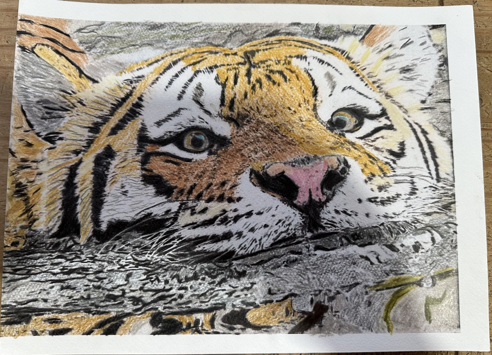 Coloured pencil swimming Tiger 