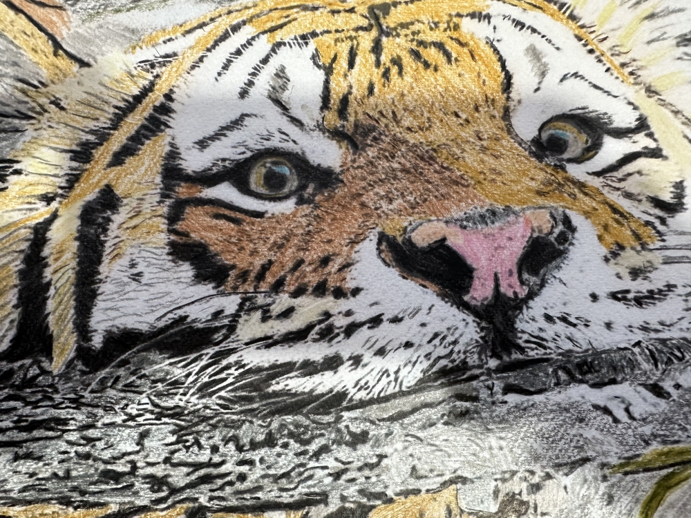 Coloured pencil swimming Tiger 