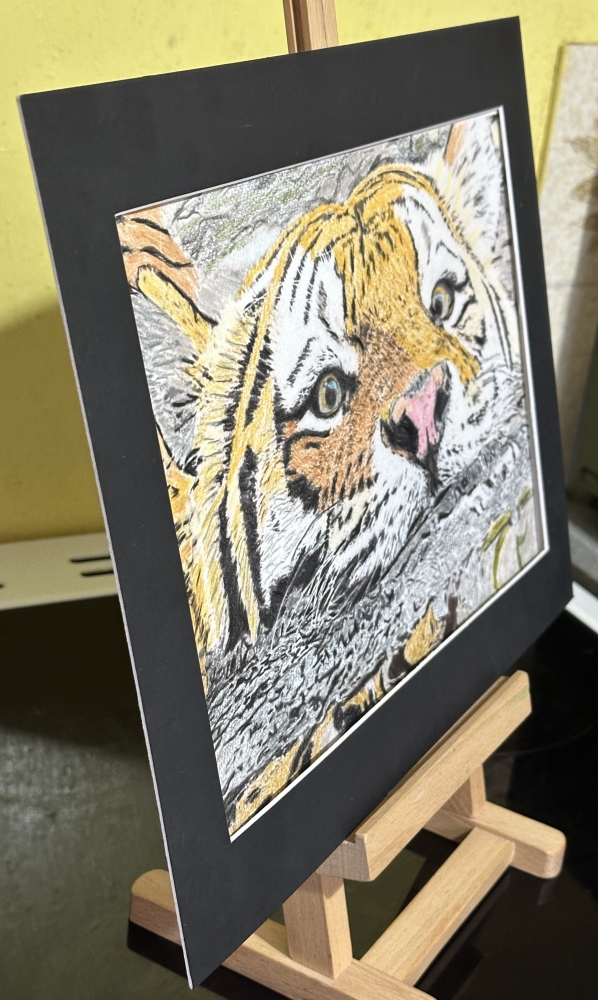 Coloured pencil swimming Tiger 