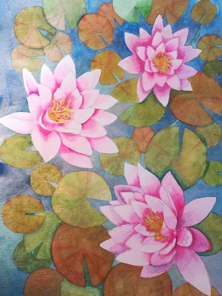 Pink waterlilies on a shimmering pond