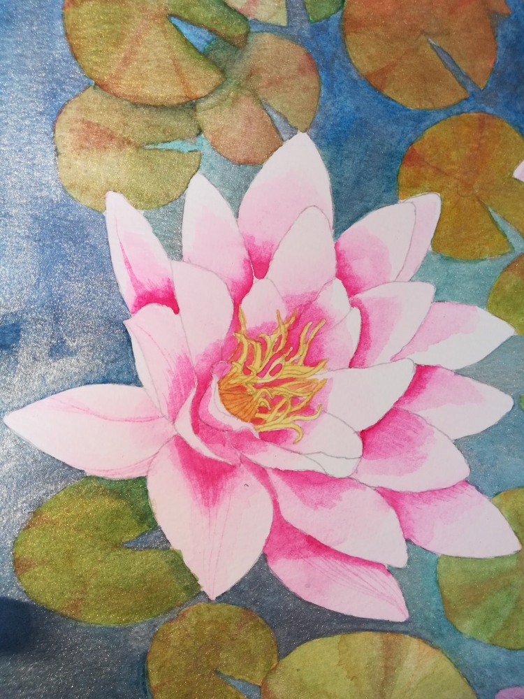 Pink waterlilies on a shimmering pond