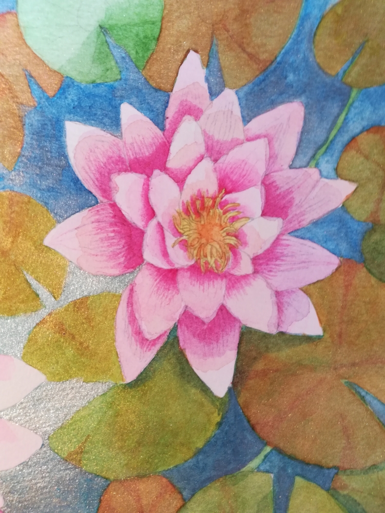 Pink waterlilies on a shimmering pond