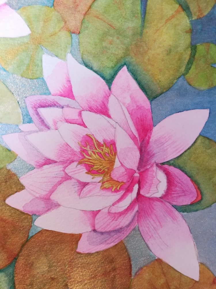 Pink waterlilies on a shimmering pond