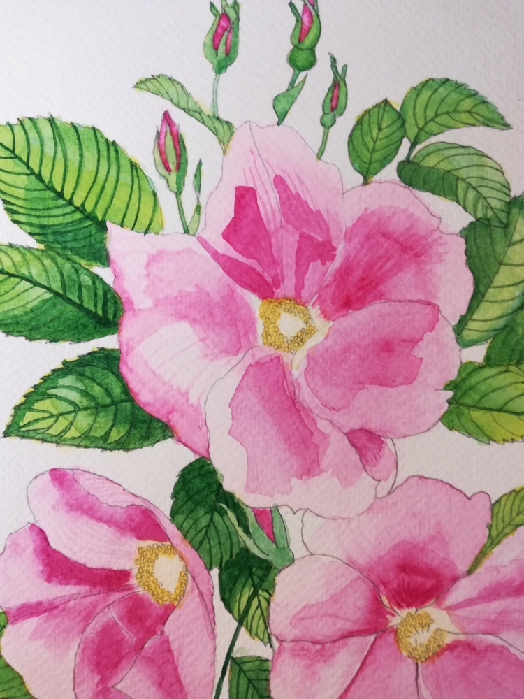 Pink wild roses watercolour 