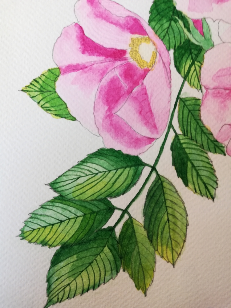 Pink wild roses watercolour 