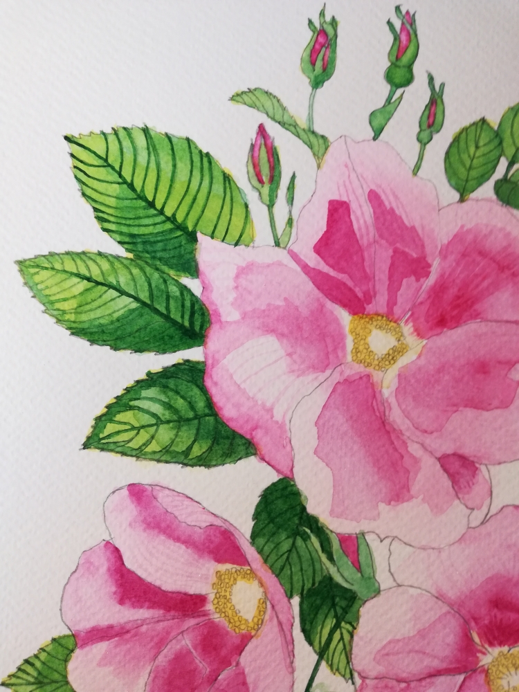 Pink wild roses watercolour 