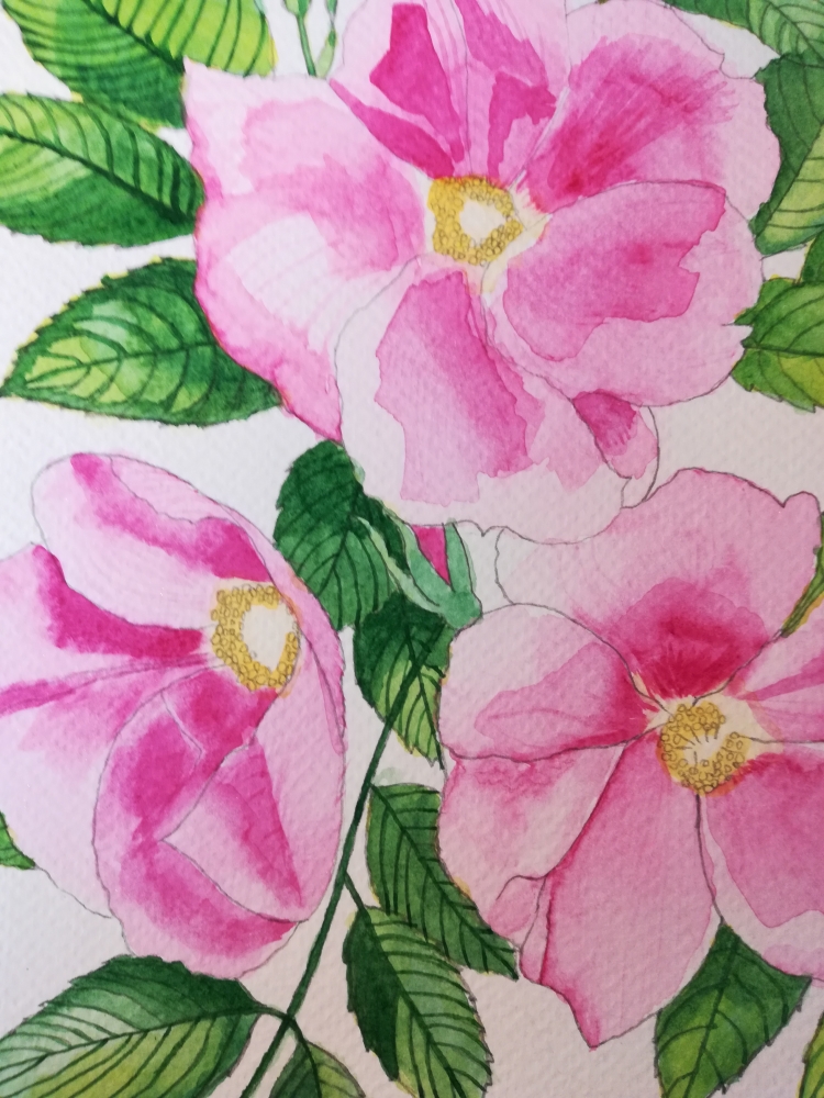 Pink wild roses watercolour 
