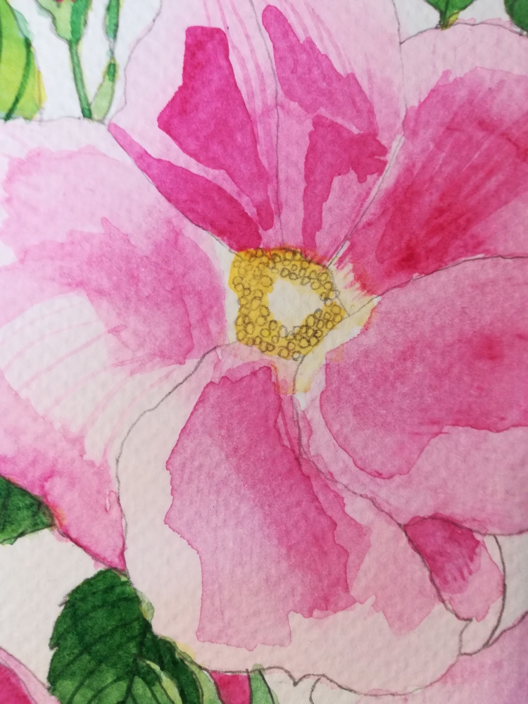 Pink wild roses watercolour 