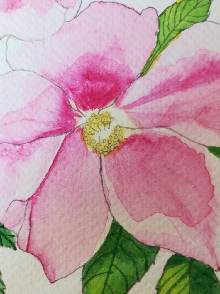 Pink wild roses watercolour 