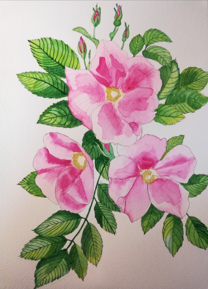 Pink wild roses watercolour 