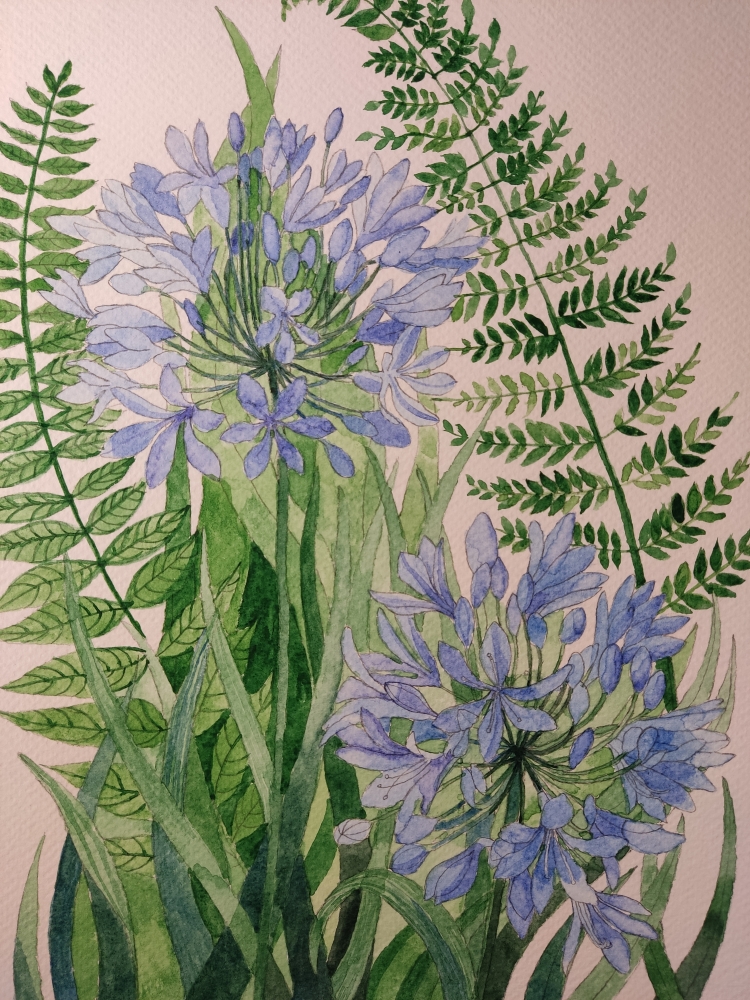 Blue agapanthus watercolour painting 