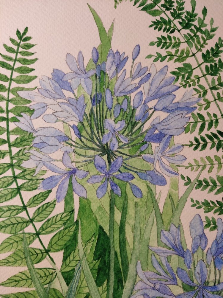 Blue agapanthus watercolour painting 