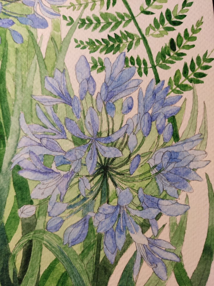 Blue agapanthus watercolour painting 