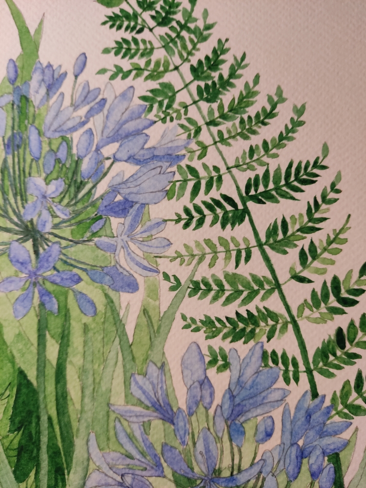 Blue agapanthus watercolour painting 