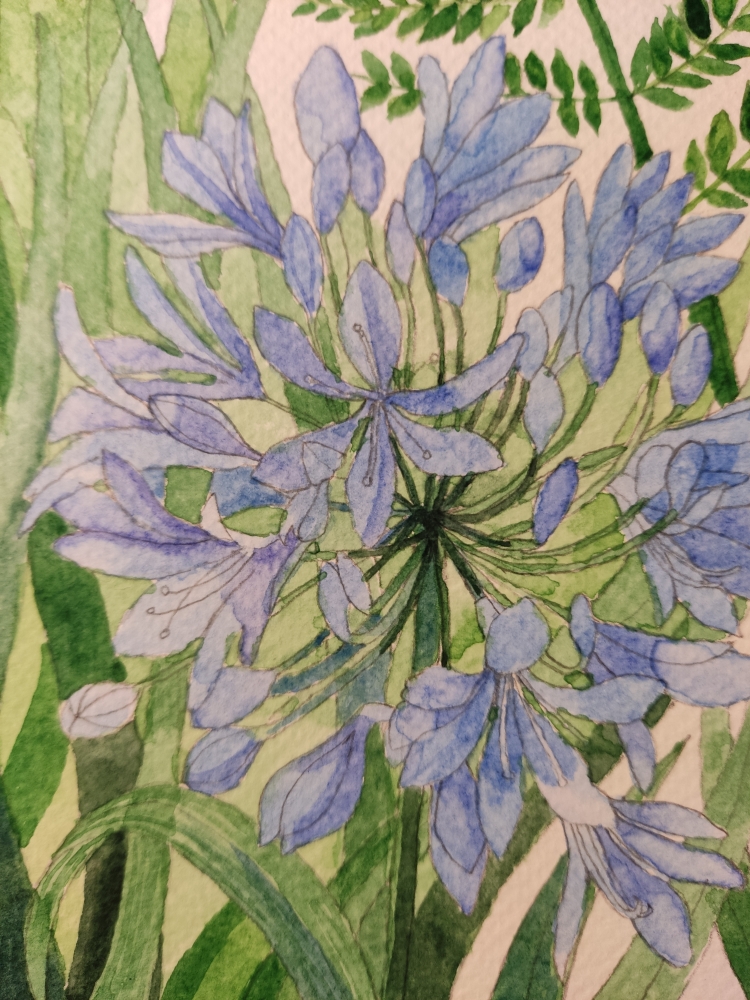 Blue agapanthus watercolour painting 