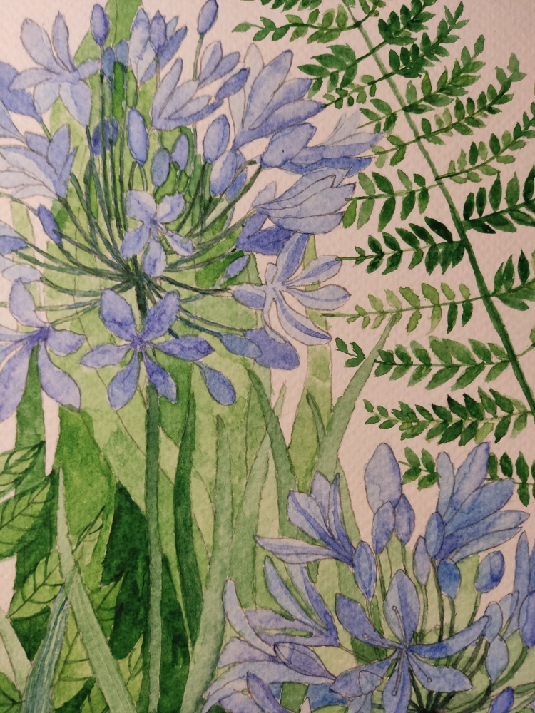 Blue agapanthus watercolour painting 