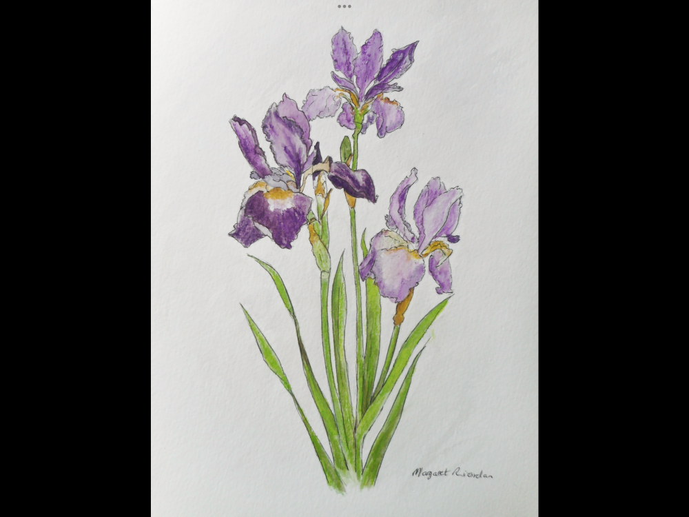 Iris