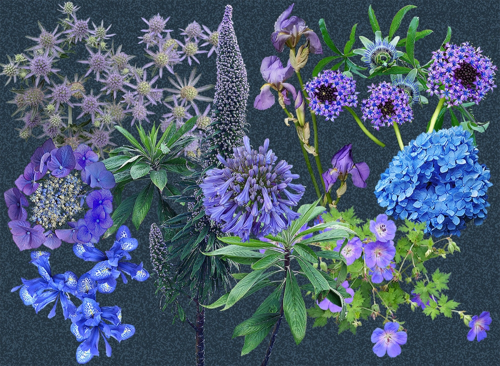 Impressions of Blue - Dark or Light background
