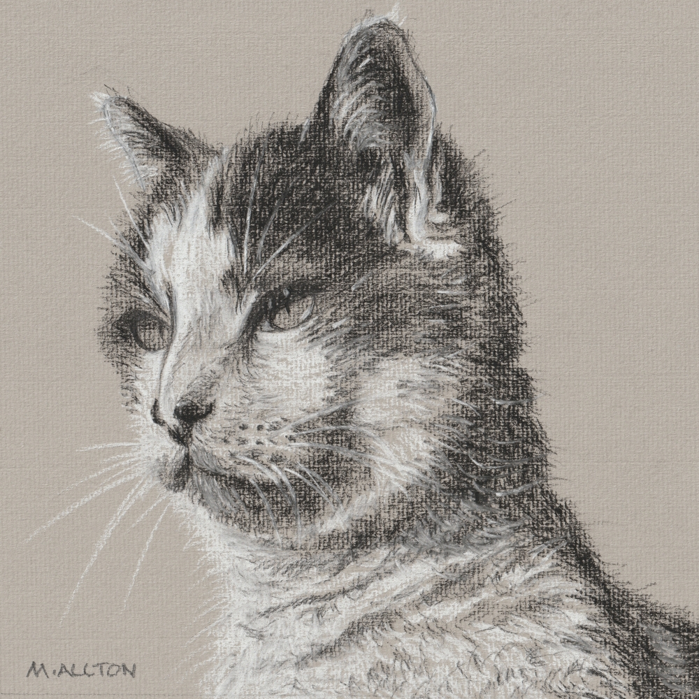Pebbles - Framed cat portrait drawing