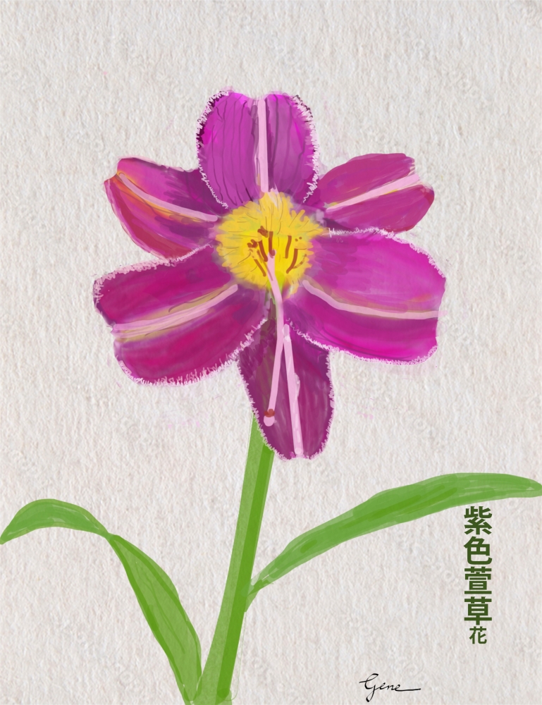 Purple Daylily Hanzi