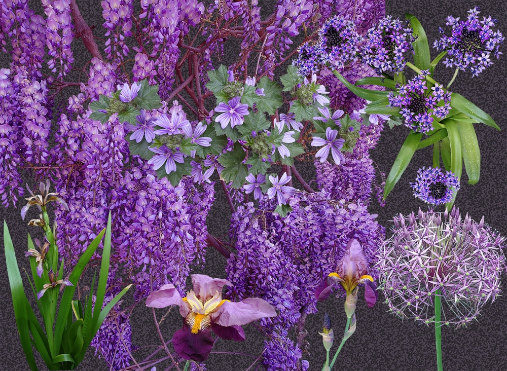 Purple Impressions - choice of Dark or Light background