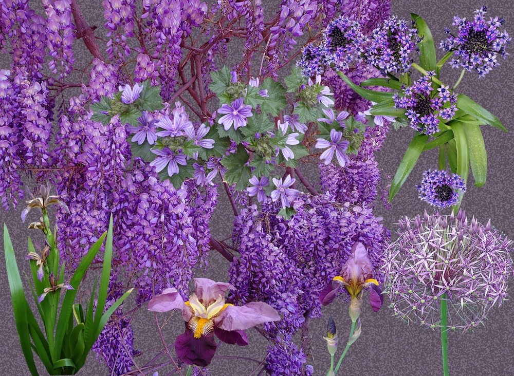 Purple Impressions - choice of Dark or Light background