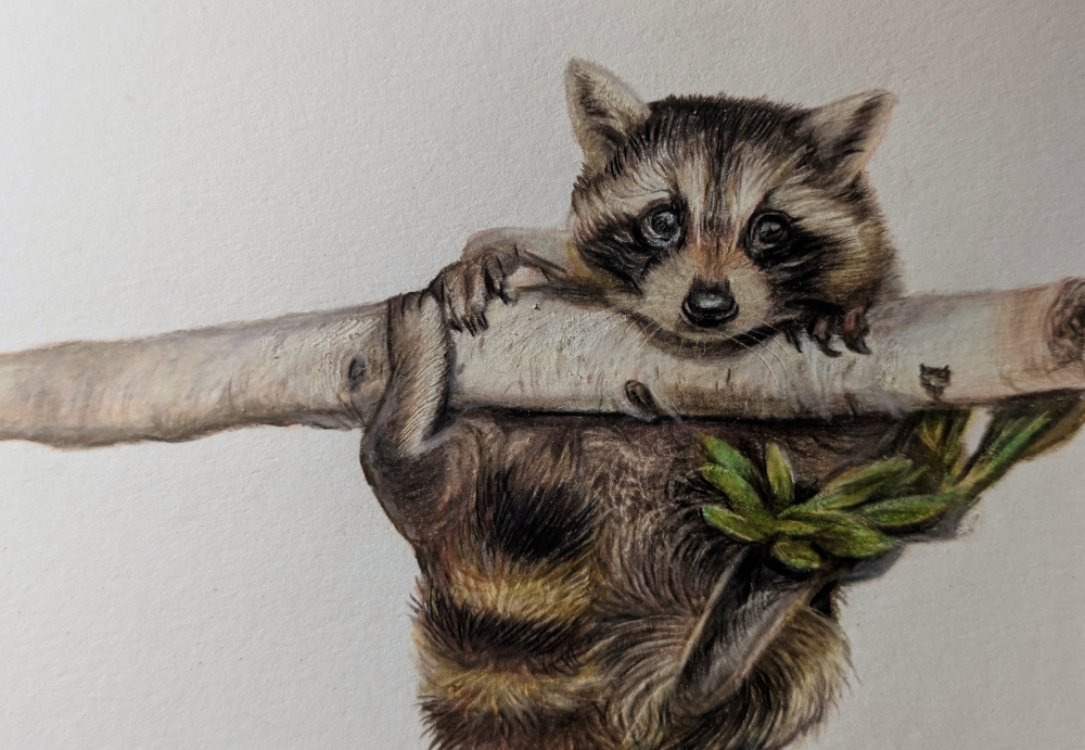 Branch Buddy + Framed Racoon Fine Art Drawing