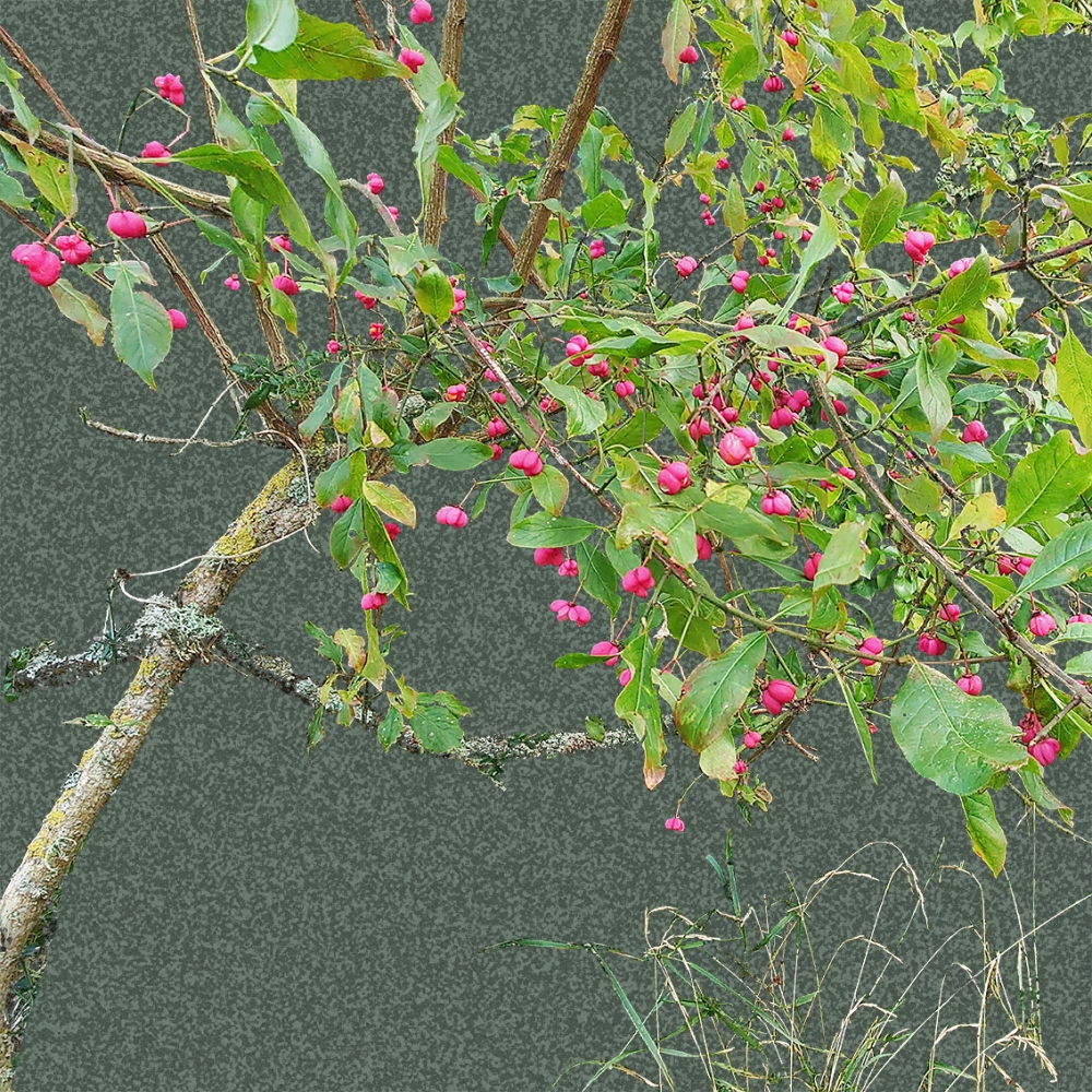 Spindle Tree