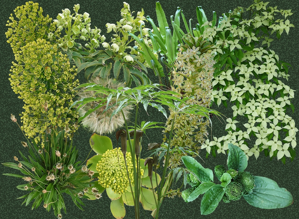 The Green of the Garden