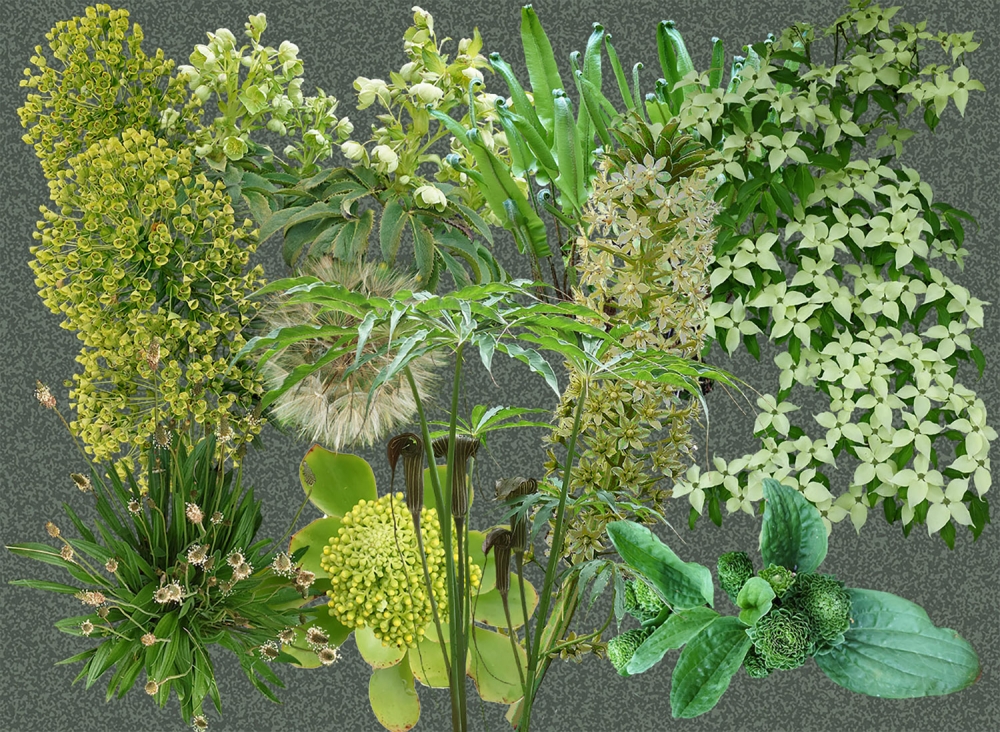 The Green of the Garden