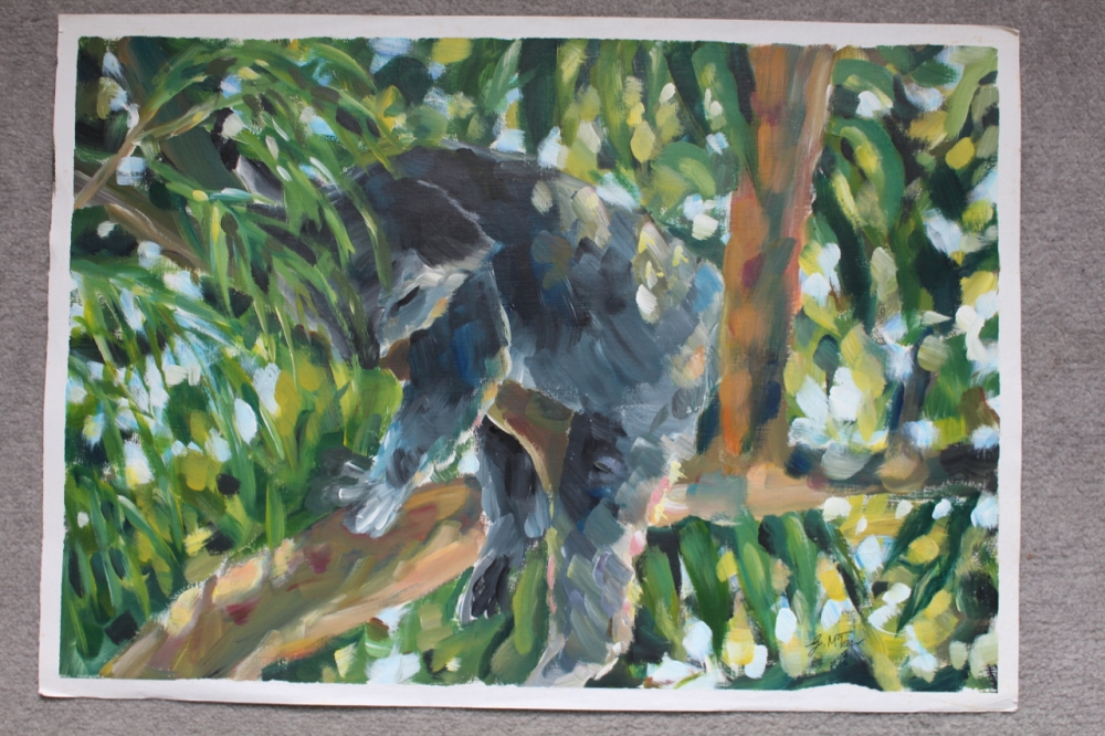 Koala