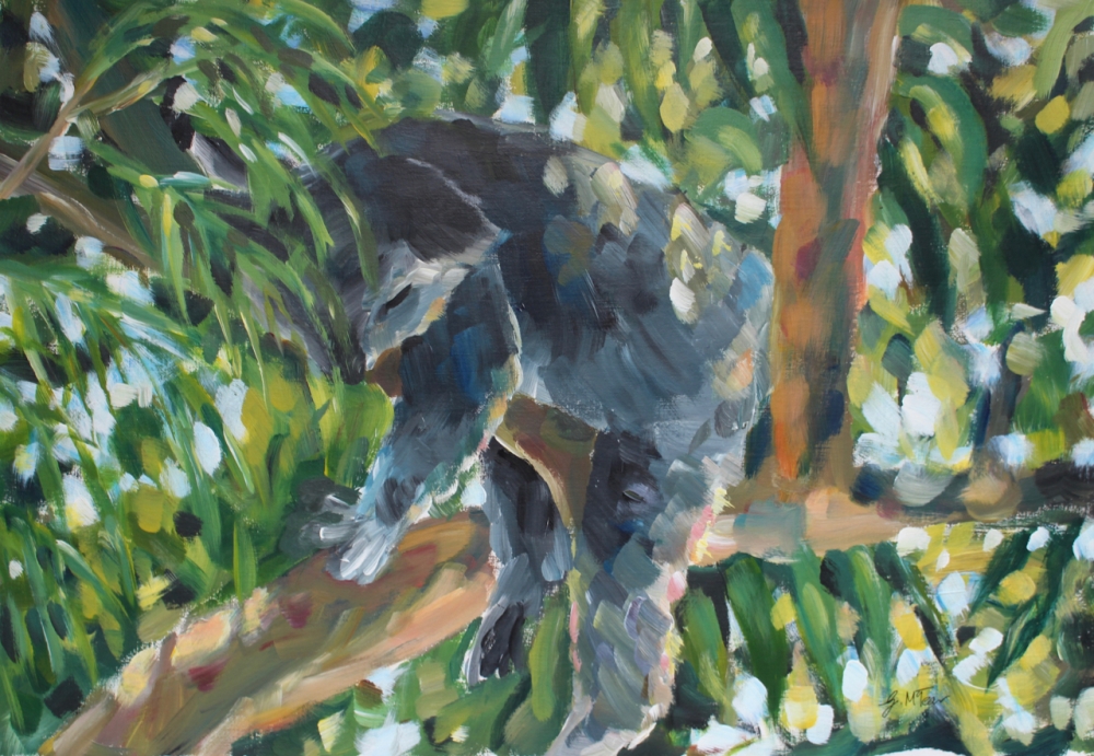 Koala