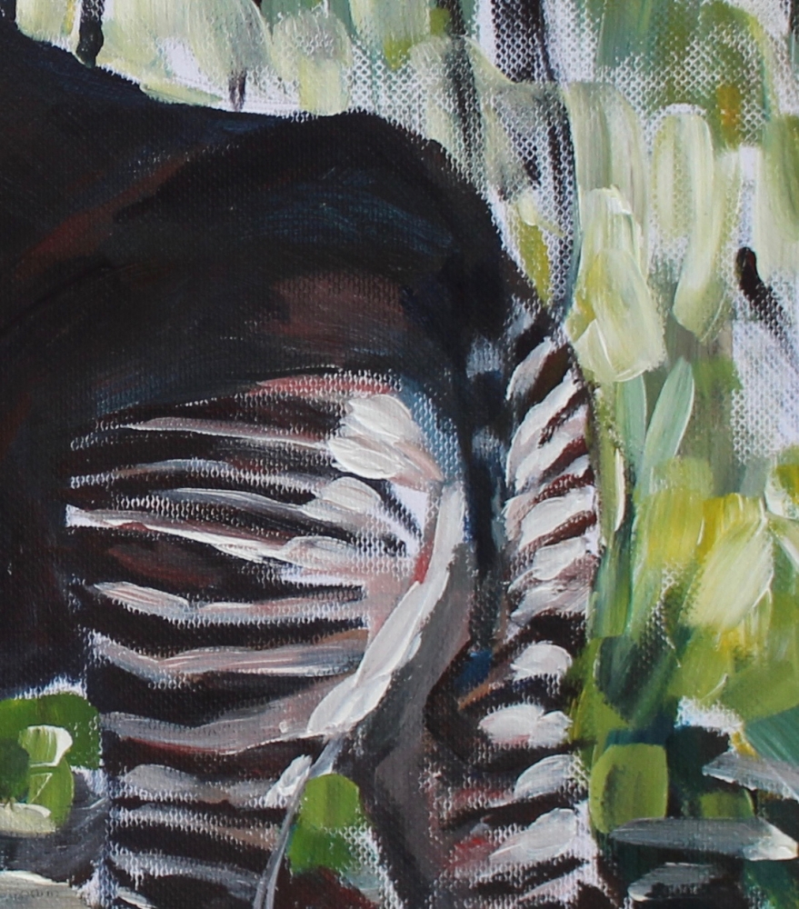 Okapi