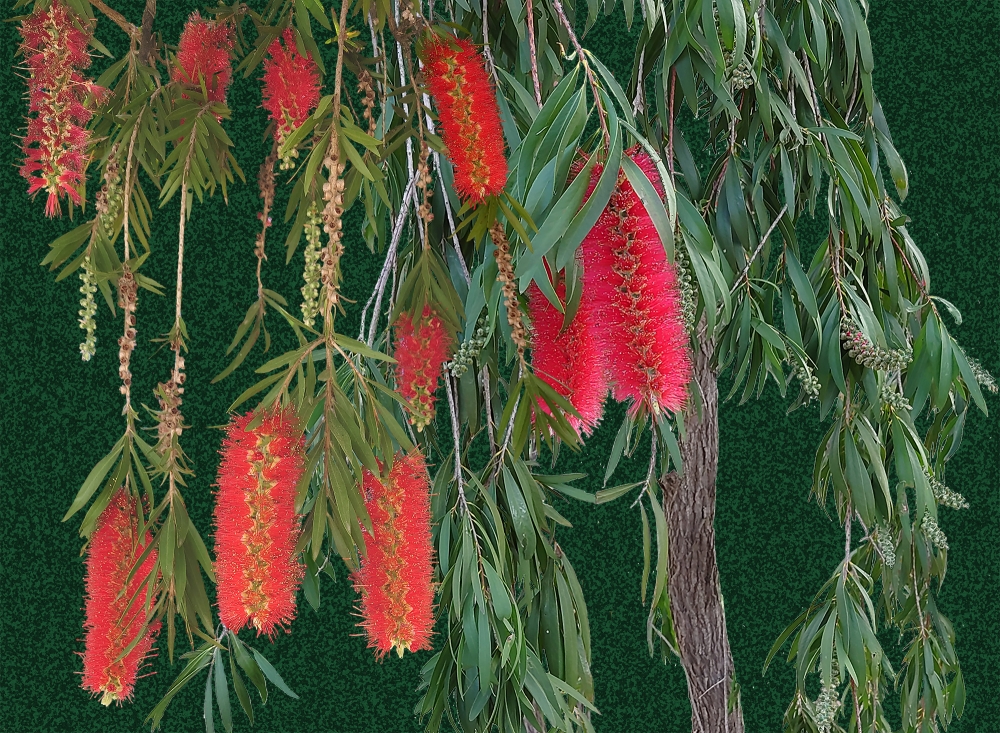 Weeping Callestemon - Dark or Light backgrounds