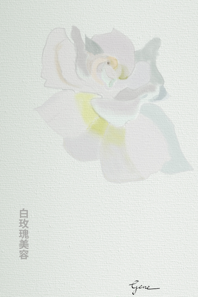 White Rose Hanzi
