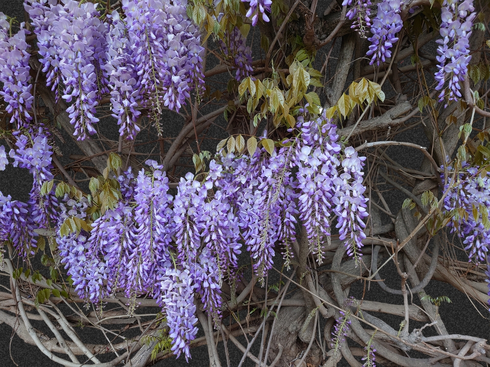 A sign of Spring