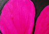 Of Course I can Paint Flowers