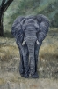 The Elephant's Hope