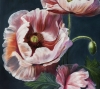 Velvet Poppies