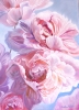 Whisper of pink peonies