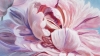 Whisper of pink peonies