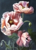 Velvet Poppies