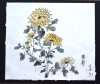 Yellow Chrysanthemum