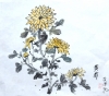 Yellow Chrysanthemum