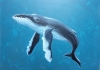 Blue Whale