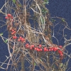 Bryony