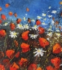 red poppies