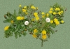 Dandelions