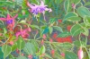 Fuchsia Cascade