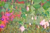 Fuchsia Cascade